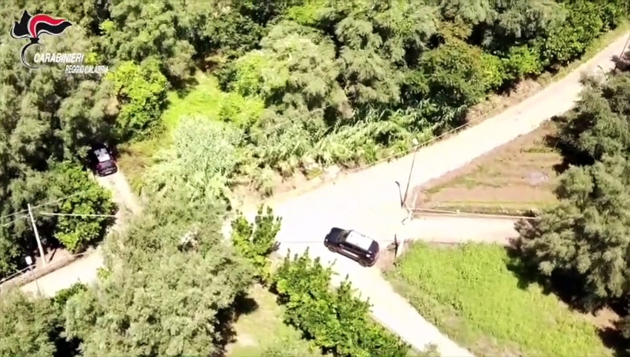 Scovata piantagione di cannabis in un capannone  a Taurianova