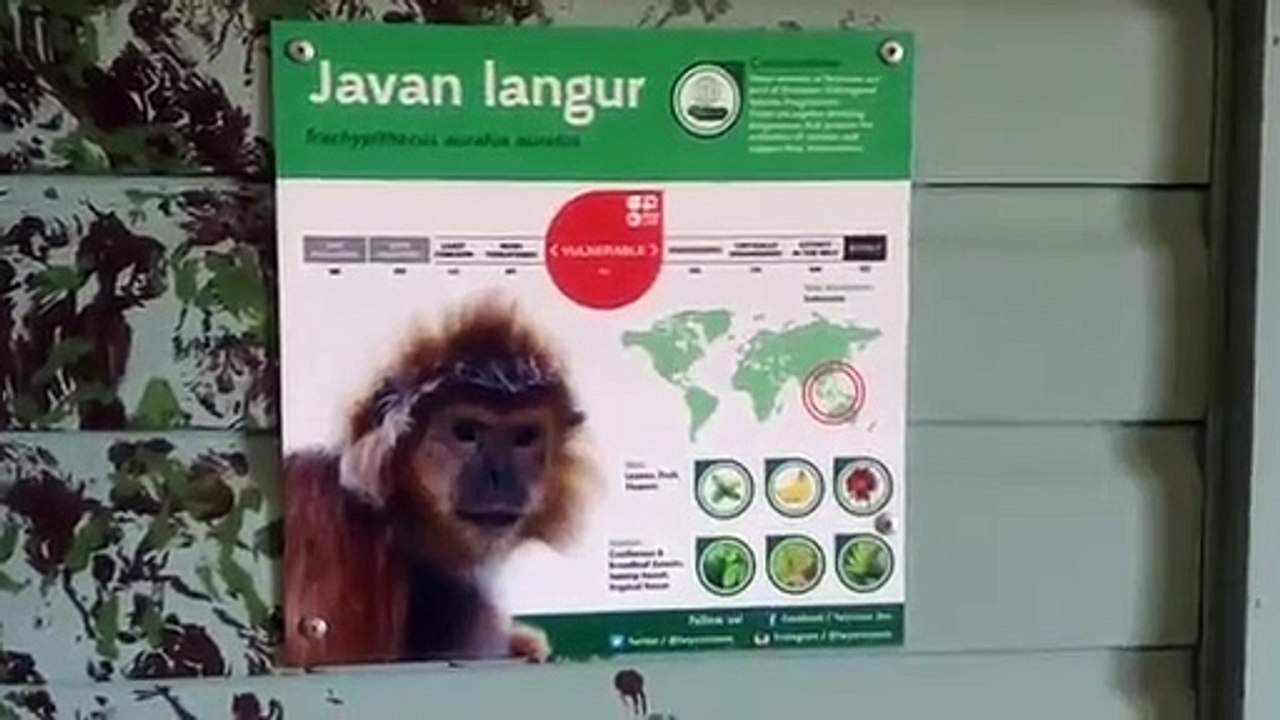 Cute monkeys hugging