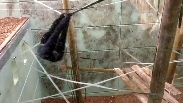 Gibbons playing Twycross Zoo