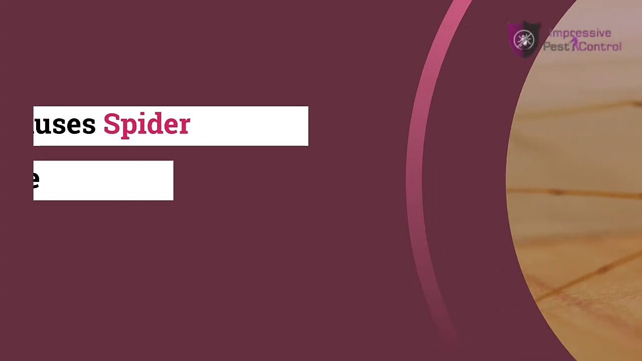 What Causes Spider Infestation in your house | Impressive Pest Control