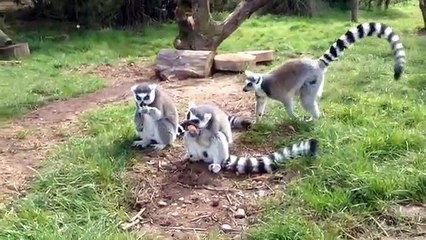 Lemurs Twycross Zoo