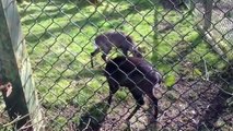 Deer at Twycross Zoo