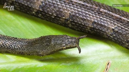 Nightmarish Tentacled Snake is a Lightning-Fast Underwater Hunter