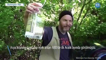 Washington Eyaletinin İlk “Katil Eşek Arısı” Yakalandı