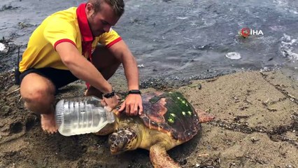 Başına darbe alan yaralı Caretta Caretta sahile vurdu
