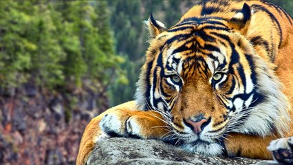 Maharastra Tiger travelled 330 km to Kali Forest