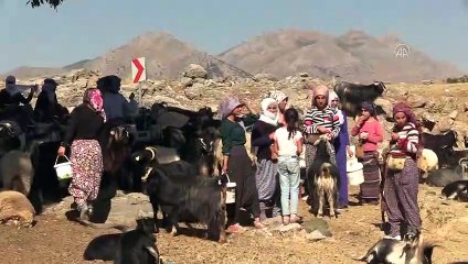 Huzura kavuşan Bacavan Yaylası besicileri ağırlıyor - SİİRT