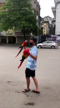 Ces deux perroquets sont lâchés en pleine ville et reviennent dès que leur maitre les appelle