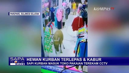 Viral! Kumpulan Aksi Hewan Kurban Kabur, Ada yang Masuk Toko sampai Tercebur!