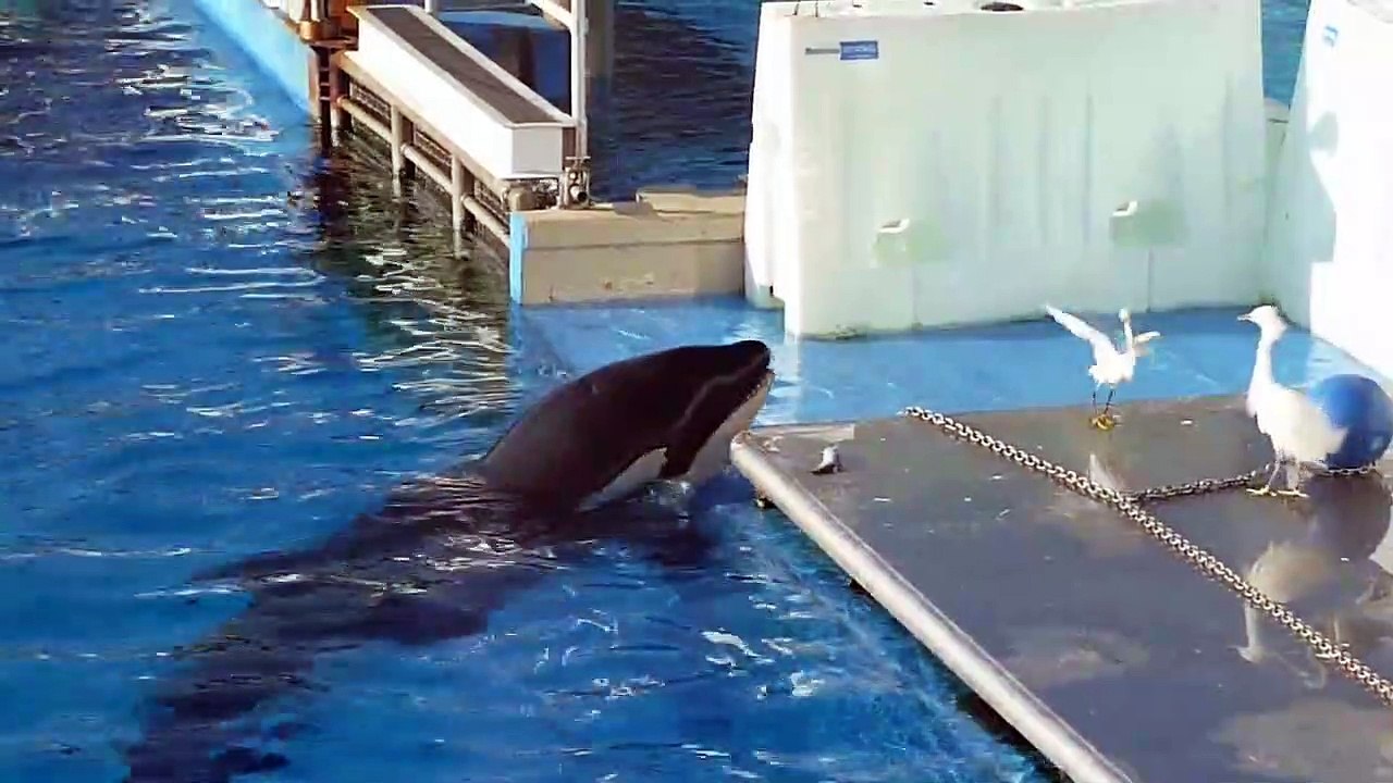 Cette orque tente de chasser des oiseaux en utilisant des poissons comme appât