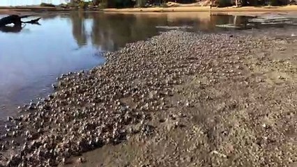 Soldier Crabs March Along Beach