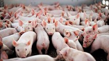 Giá lợn hơi miền Bắc giảm nhẹ, thấp nhất 87.000đ/kg