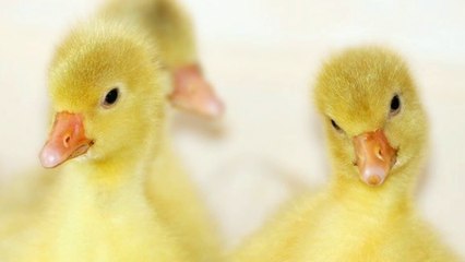 Will Lizards Eat Baby Birds?