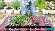Organic Pest Control for Garden