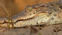 Crocodile Trap - Build Deep Hole Underground Crocodile Trap That Work 100% | Animal Trap