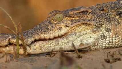 Crocodile Trap - Build Deep Hole Underground Crocodile Trap That Work 100% | Animal Trap