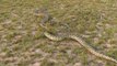 Snake Trap - Build Deep Hole Underground Snake Trap That Work 100% | Animal Trap