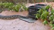 Snake Trap - build Underground Snake Trap Using Black Basket | Animal Trap