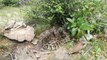 Snake Trap - Build Deep Hole Python Snake Trap | Animal Trap