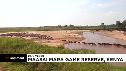 Öküz başlı antilopların Tanzanya'dan Kenya'ya göçü