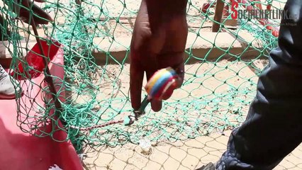 Africa Smart Citizens, la startup qui veut mettre fin aux vols de betails avec le Digital