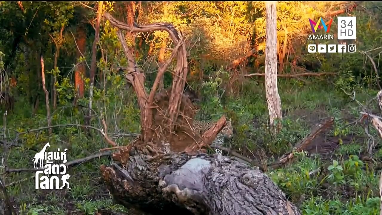 World Animals EP.24