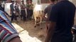 Out of Control Bull Qurbani at Bakra Eid 2020
