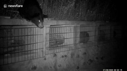 Asian black bear sneaks into Chinese village and eats over 7 kilograms of honey