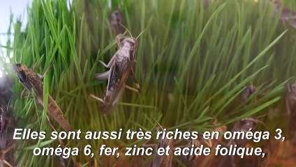 Envie de protéines? Mettez des sauterelles dans votre assiette