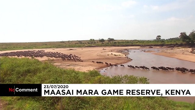 Migration spectaculaire de gnous entre la Tanzanie et le Kenya