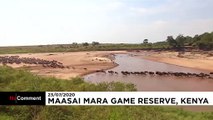 La gran migración en Masai Mara pierde este año uno de sus protagonistas: los turistas
