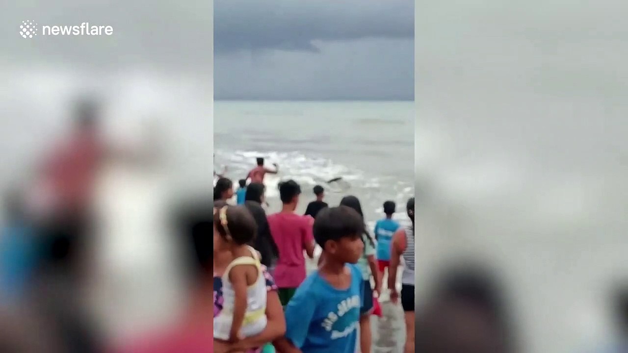 Five beached pilot whales rescued after being blow off course by storm in the Philippines