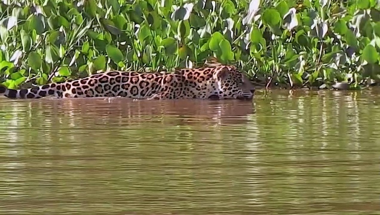 Crocodile is King Swamp Crocodile vs Leopard, Elephant Protect Baby From Crocodile Hunting (EWC)