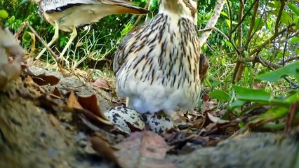 Deer vs stage(Explore Wild Creatures)