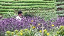 Beautiful field of purple verbena flowers attracts locals in northern Thailand