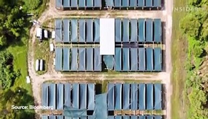 Inside America's only beluga caviar farm