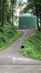 Mama Bear and Cubs Playing Down a Road