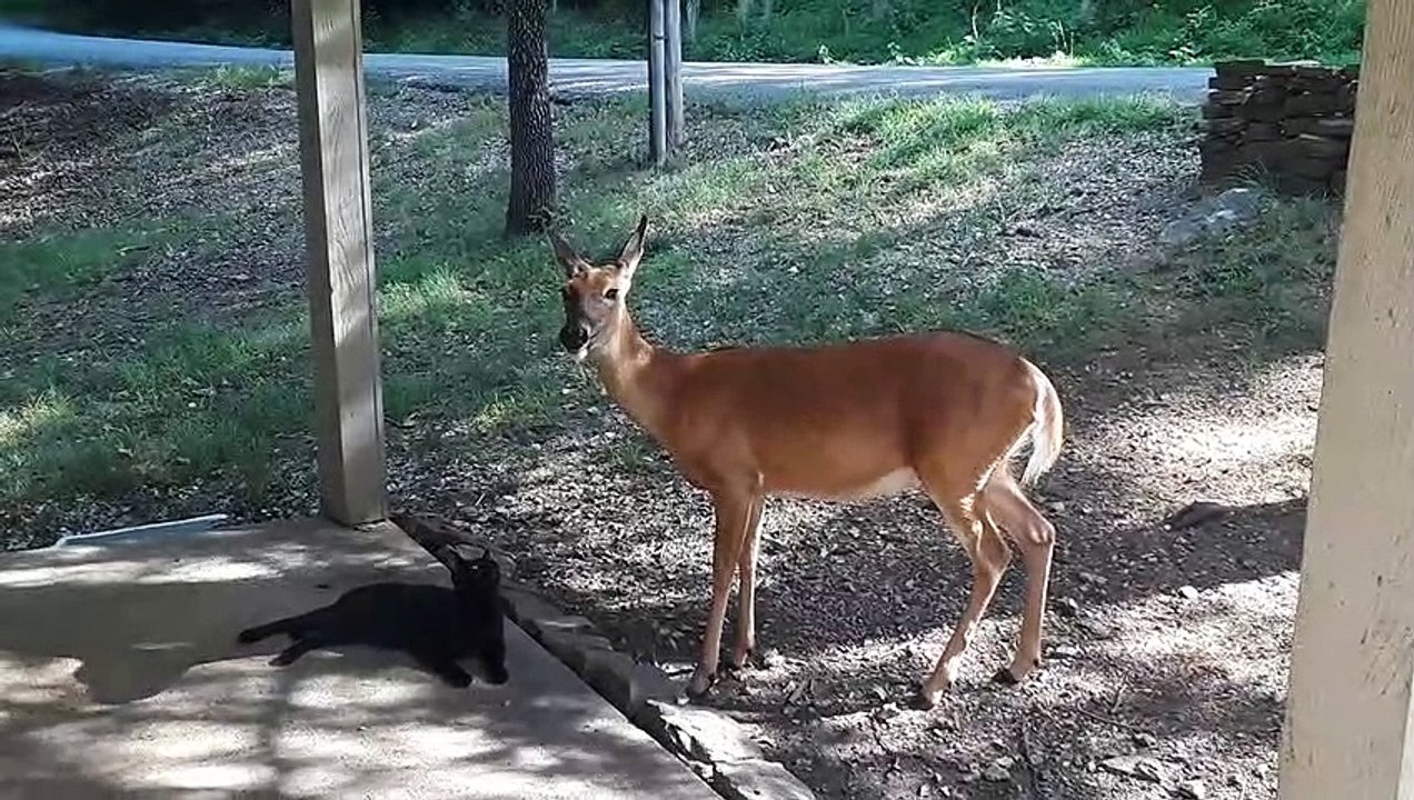 Rescued Deer Gives Sweet Kisses To a Cat
