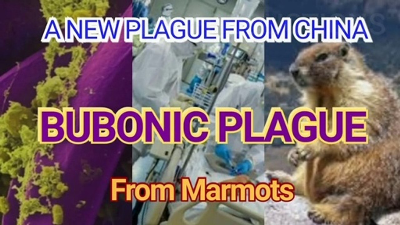 THE BUBONIC PLAGUE - CHINA - 2020