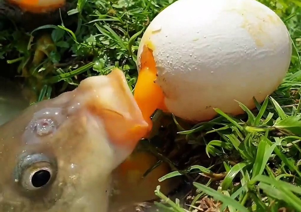 fisherman catch the fish tricky