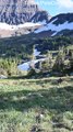 Grizzly Bear Hunting Mountain Goats in Glacier National Park