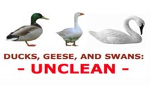 DUCKS, GEESE, AND SWANS; UNCLEAN