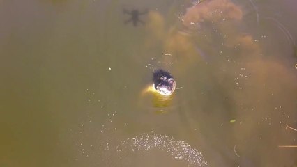 Cet alligator déteste les drones