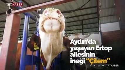 'Çilem' ikiz beklerken beşiz doğurdu