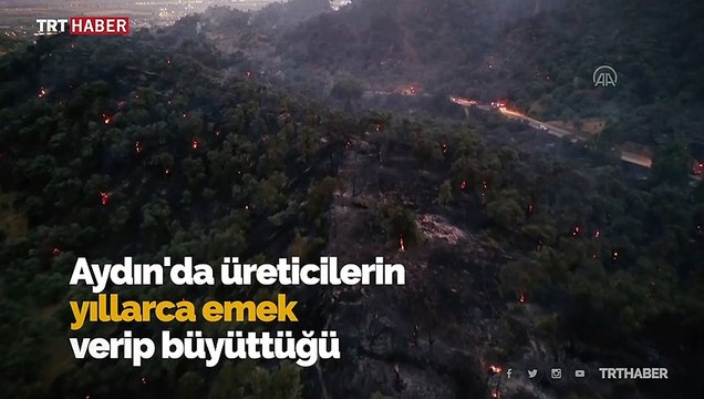 'Bu ağaçlara çok emek verdim, 50 senelik emeklerim gitti'