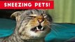 Try Not To Laugh At These Sneezing Pets & Animals of 2017 Compilation _ Funny Pet Videos