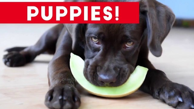 Cutest Puppies Playing Around 2017 _ Funny Pet Videos