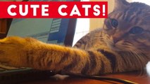 Little Kittens and Cute Cats Compilation _ Funny Pet Videos