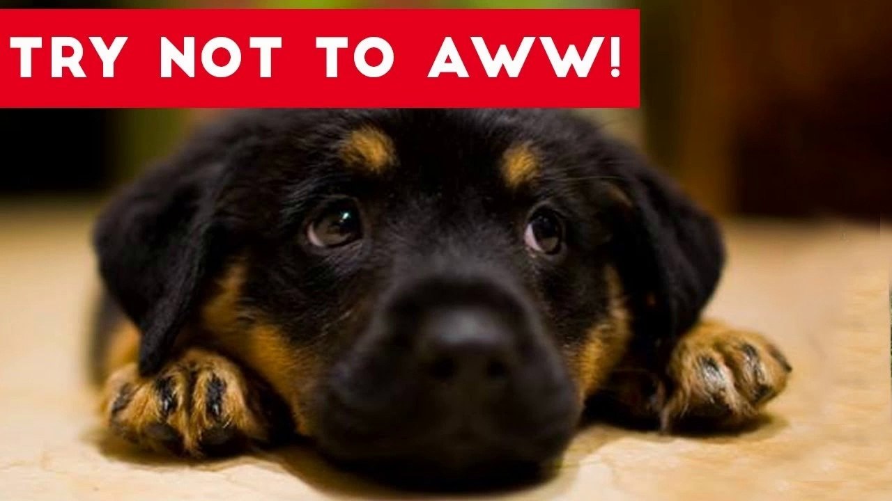 Try Not to AWW! at These Cute and Funny Animals _ Funny Pet Videos