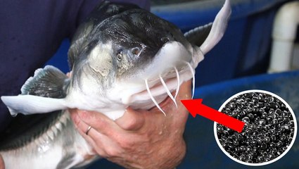 Inside America's only beluga caviar farm